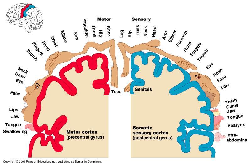 Motor & Somatosensory Areas of