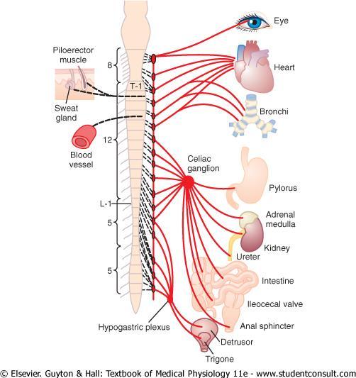 Sympathetic Spinal Nerves Exit from thoracic & upper lumbar regions (T 1 -L 2 ) Synapses