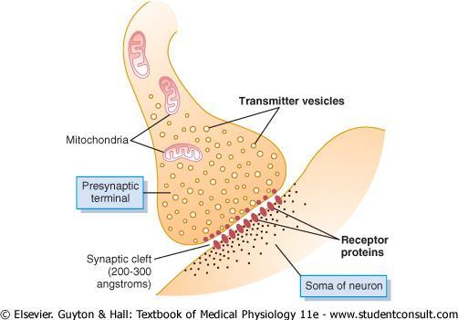 Transmission of Nerve Impulses The chemical synapse Space (gap) between axon terminus and effector cell Electrical stimulus is converted to chemical message to
