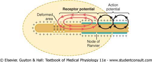 Receptor Potential The change in electrical potential of the receptor