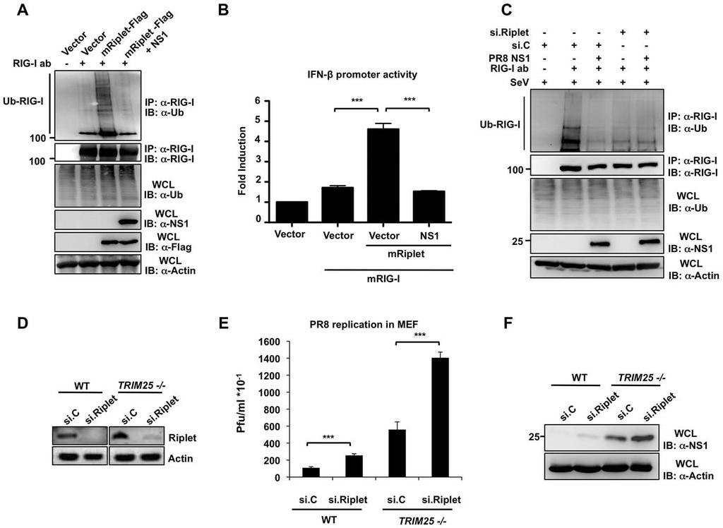 Figure 7. NS1 inhibits the Riplet-dependent RIG-I ubiquitination and IFN induction in murine cells. (A) Mouse Hepa 1.