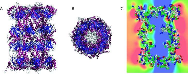 Figure 12: A picture of the mammalian proteasome 20S subunit. (a) A side view of the subunit shown in the same representation as Figure 3. (b) A top view of the same protein complex.