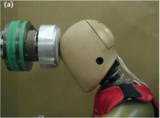 The head-neck calibrated in previous simulations was connected to other components of THOR model.