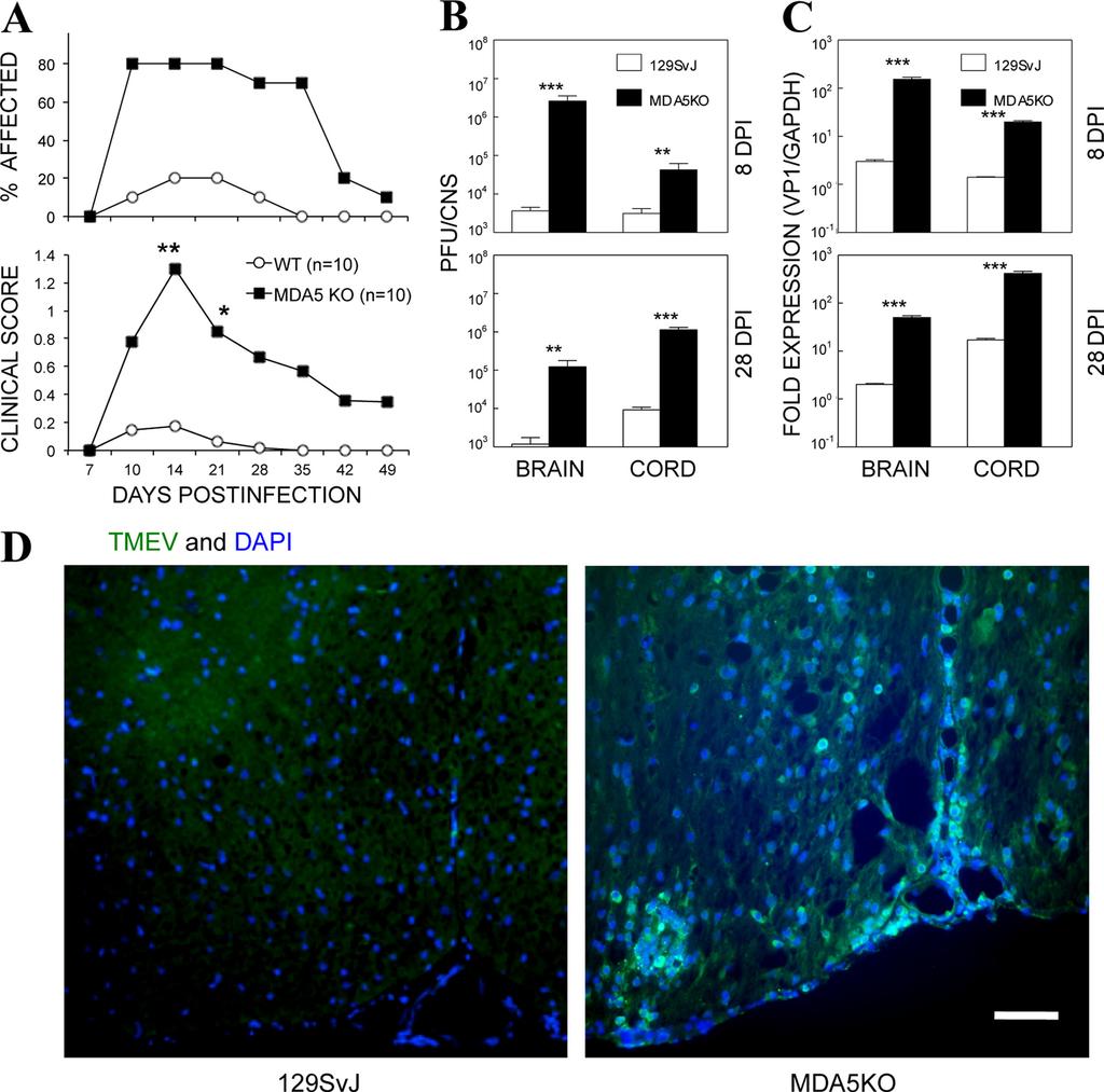 Jin et al. FIG 1 Development of clinical disease accompanies viral load in the CNS of MDA5 KO mice.