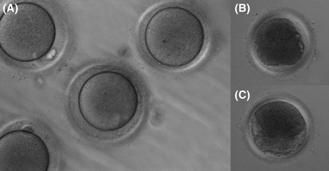 Human oocyte cryopreservation in ethylene glycol exposure to 1.5 mol/l EG and 0.2 mol/l or 0.