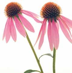 Echinacea research Research on Echinacea shows cells that had been pre-treated with Echinacea responded more effectively to a pathogen than non-treated cells.