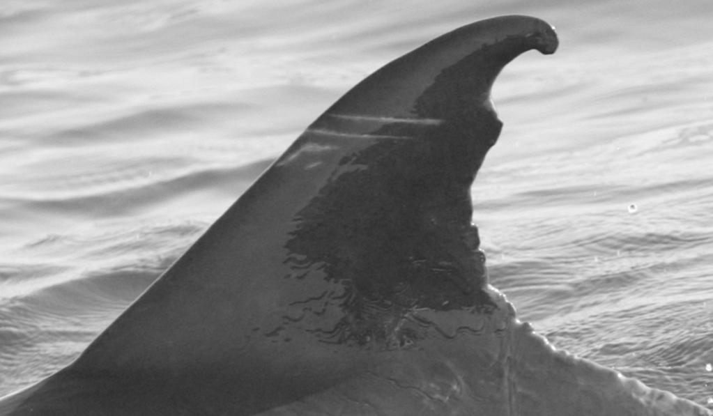 MCSWEENEY ET AL.: PYGMY KILLER WHALE 565 Figure 1. Two long-term matches of pygmy killer whales off the island of Hawai i illustrating photo quality, distinctiveness ratings, and mark changes.