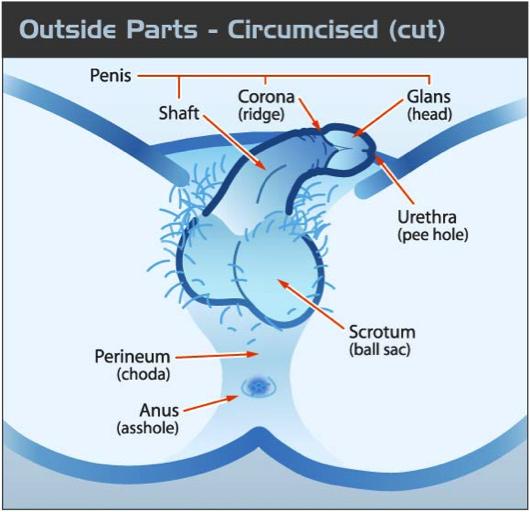 Your testicles: produce sperm that mixes with other fluid to become semen which comes out of the penis during ejaculation (cumming). produce testosterone (a sex hormone).