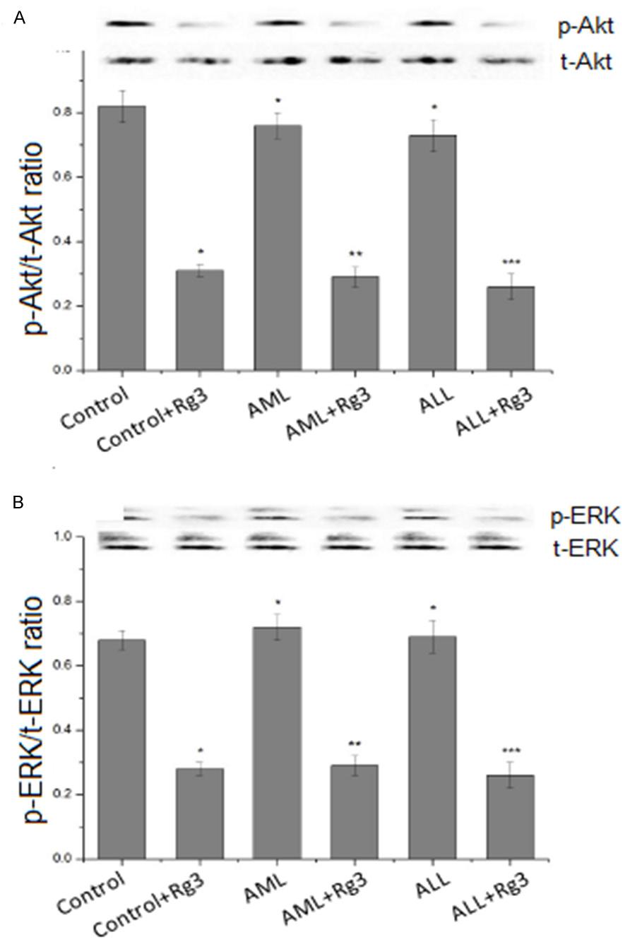 Figure 3. Rg3 inhibits the activation of Akt and ERK1/2 in BMSCs. BMSCs were seeded in 60-mm dishes, cultured to 80~90% confluence, and treated with 40 mg/l Rg3 for 24 h.