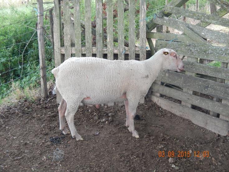 Sept 2015 Index case 5-yr old ram with clinical signs (since August 21, 2015) 209 sheep + 145 cattle