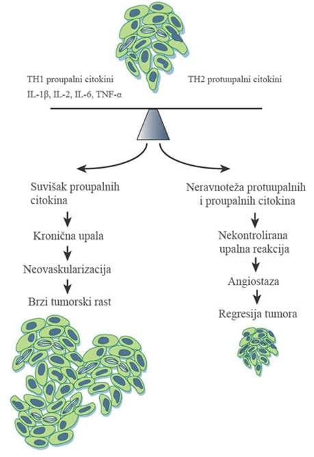 Uvod Slika 3. Uloga imunološkog sustava u tumorigenezi Na slici 3. prikazan je mogući slijed događanja prilikom aktivacije proupalnih i protuupalnih citokina tijekom tumorigeneze.