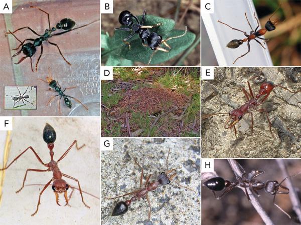Ant (Myrmecia spp), Jack Jumper et. Al. Causes of ant sting anaphylaxis in Australia: the Australian Ant Venom Allergy Study. SGA Brown Et Al. Med J Aust 2011; 195 (2): 69-73 A.