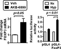 Strikingly, the Foxp3 gene was selectively induced 1-fold during culture of resting, primary mouse CD4 T cells under hypoxic conditions (Fig. 1B and Table S1).