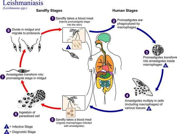Figure 1: Life cycle of Leishmania