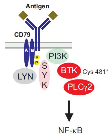 Mutations in BTK and PLCγ2 confer ibrutinib resistance