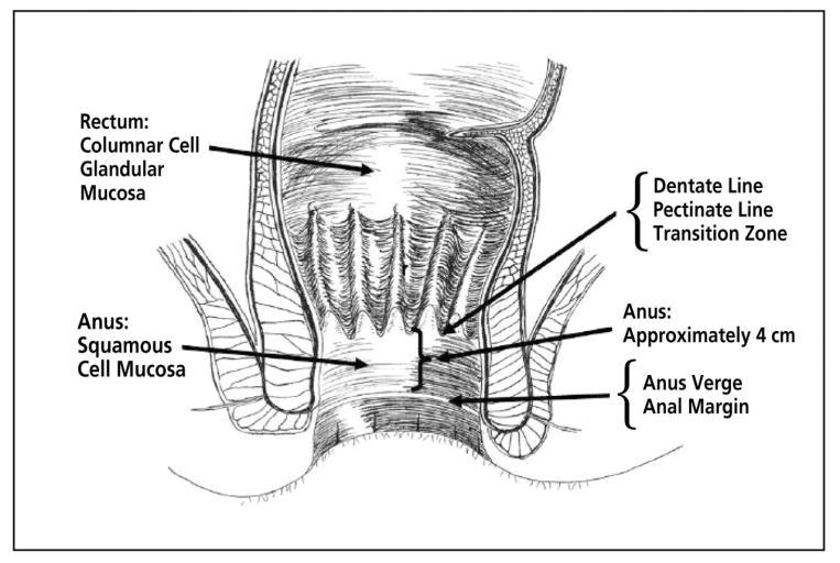 The anal canal is approximately 4 cm long from the anal verge (margin) to the transitional zone.
