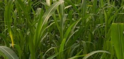 millet, Tall fescue,