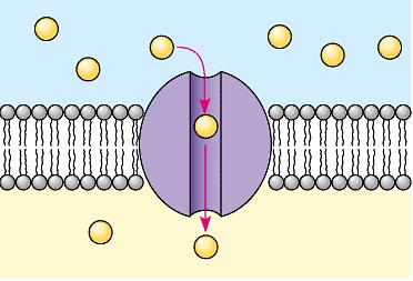 Chapter 3.4 & 3.5 Cell Transport (Osmosis and Diffusion) I. Cell Membrane (cells need an inside and outside) a. separate cell from its environment b. cell membrane is the boundary c.