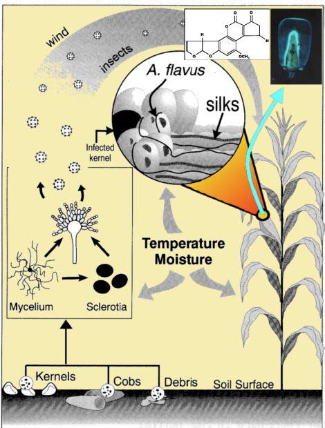 Chapter 2 Aflatoxins in maize Figure 2.1. Adapted from Payne, G. A. (1998).