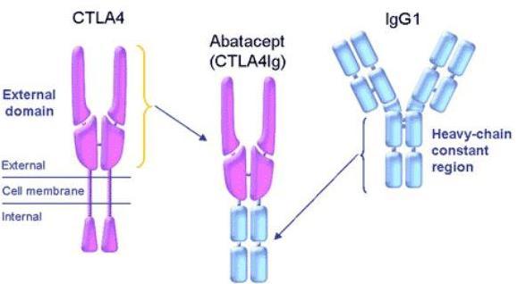 Abatacept is a CTLA-4/IgG fusion protein used to prevent overactive