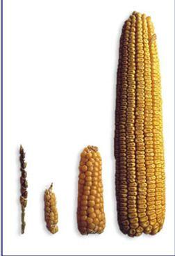 Corn has Come a Long Way Over