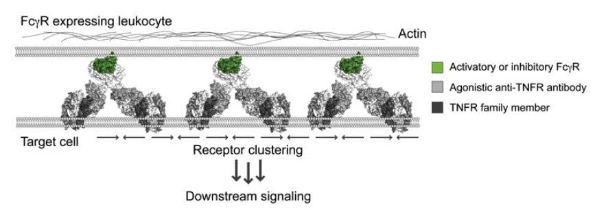 Crosslinking of Agonist Antibody by FcγRIIb Promotes Downstream Signaling Assay Design FcγRIIb expressing cells Wilson et al.