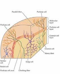 Microcircuitry of cerebellum 5 cell types Stellate