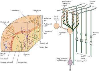 Purkinje (inhibitory) (Purkinje layer) Golgi