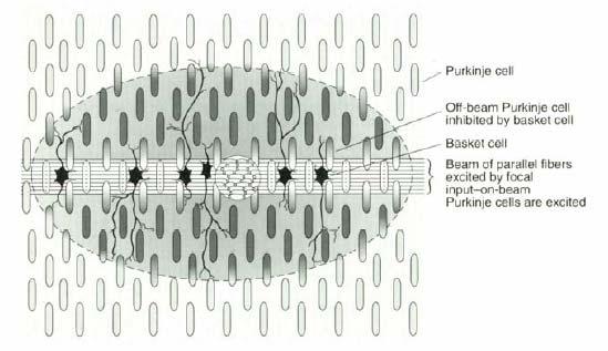 First direct pathway: climbing fiber (+) Purkinje cells (-) deep nuclei each climbing fiber projects to 1-10 Purkinje cells each Purkinje cell receives input from a single climbing fiber Powerful