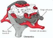 Negative feedback: granule cells (axon: parallel fibers, +) Golgi cells (-) granule cells Cerebellum Functions - Vestibulo-ocular reflex Vestibulo-Ocular Reflex -- coordinated response that maintains