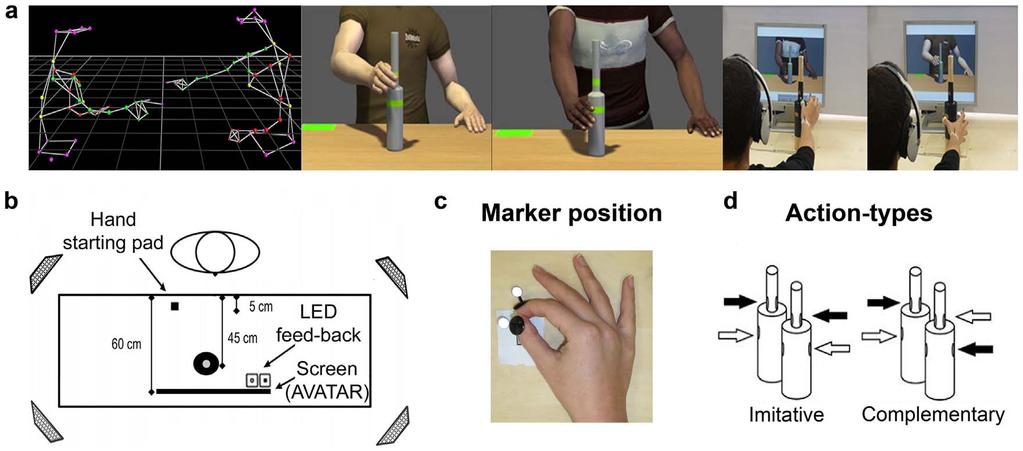Figure 1 The figure illustrates (a) the steps followed to create the clips of the avatar s movements; kinematics of the virtual partners were recorded using a Vicon MX optical tracking system (Vicon