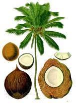 Populations who eat a large percentage of calories from coconuts are MUCH healthier than Western nations.
