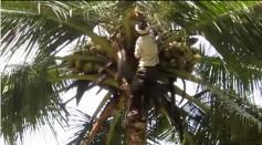 Coconut Cultivation Grown in 90 countries and total 62 million tons per year