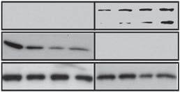 (A) Cytoplasmatic protein fractions (CF) and crude nuclear extracts (NE) from untreated (UT), control-sirna (CO) and CDC7-siRNA (Cdc7 KD )-