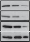 (C) CF and NE prepared from CO, Cdc7 KD and doubly depleted Cdc7/p15 (Cdc7 KD /p15 KD ) cells 72 h post-transfection were analysed by immunoblotting with the indicated antibodies (b-actin and Orc4