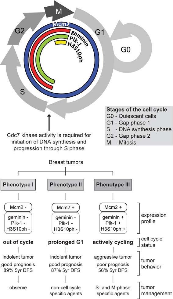 Chapter 7 Figure 1. Phase-specific distribution of cell-cycle biomarkers in proliferating cells and out-of-cycle states.