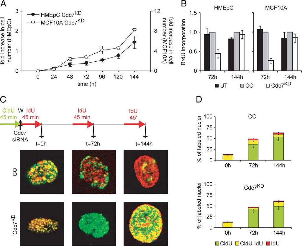 Chapter 7 Figure 6. Cell cycle arrest in HMEpC cells after Cdc7 depletion is reversible.