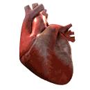 The Heart Beat: A Remarkable Feat! R P T Q S Your heart is an electrically driven pump.