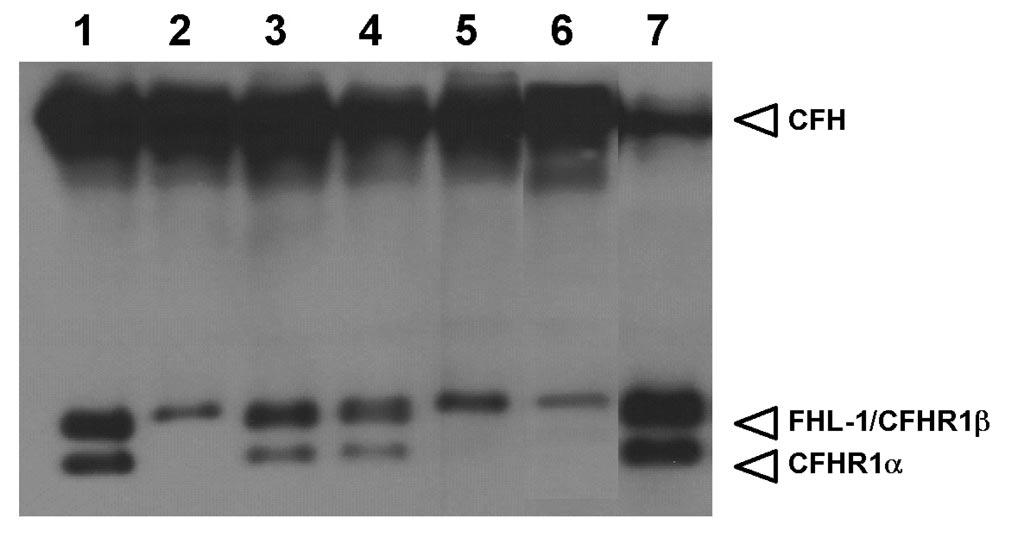 NOVEL ATYPICAL HEMOLYTIC UREMIC SYNDROME 339 Figure 2. Western blot analysis of plasma using a commercial polyclonal anti-human CFH antibody.