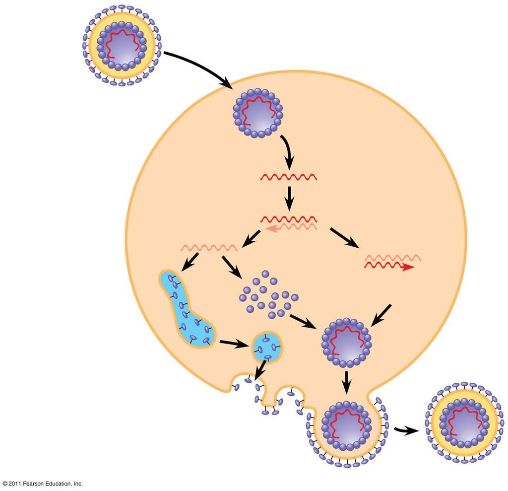 Reproductive Cycle of RNA Viruses Capsid RNA Envelope (with glycoproteins) Capsid and viral genome enter the cell HOST CELL copying of the viral RNA genome requires RNA-dependent