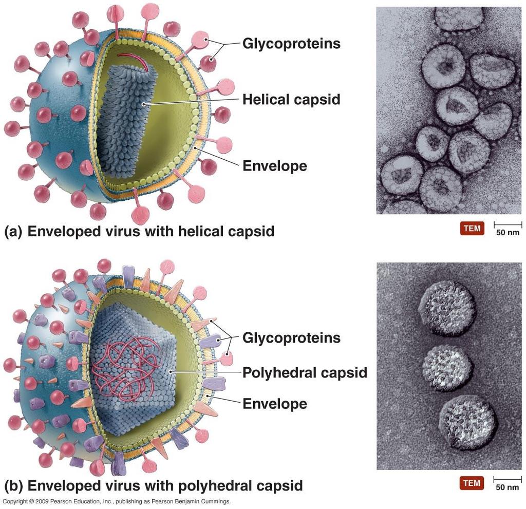 The capsid of some viruses is enclosed in a phospholipid membrane called an envelope containing viral proteins called