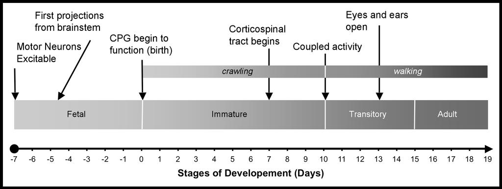 Development in Rat Pups Figure 1. Locomotor neural development in rats has four stages.