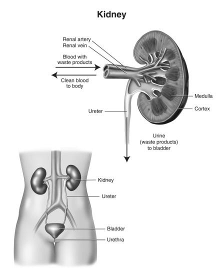 The kidneys are paired organs lying in the posterior abdominal wall on either side of the vertebral column. They are covered in a tough fibrous capsule.