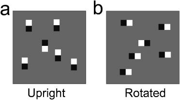 Interitem Symmetry Method Fig. 1. Two search displays that differ only by a clockwise rotation of 901 (from Enns & Kingstone, 1997).