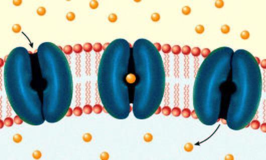 6. Cell membranes consist of lipid bilayer (two molecules thick) through which fat-soluble substances can readily diffuse. 7.