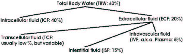 III. Distribution of Body Water A. Total body water (TBW) is the sum of the water that is contained in arbitrary divisions of its distribution between the intracellular and extracellular compartments.