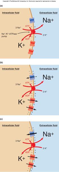 Figure 6-13 Establishment of resting membrane potential: Na+/K+ pump establishes concentration
