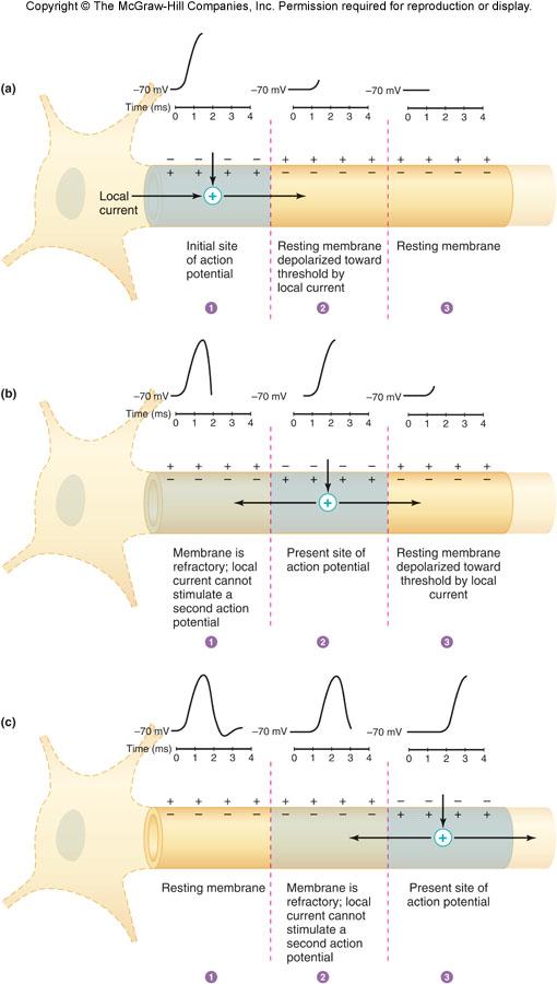 The propagation of the action potential from the dendritic to the axon-terminal end is typically one-way