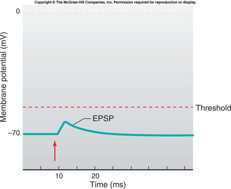 An excitatory postsynaptic potential (EPSP) is a graded depolarization that moves the