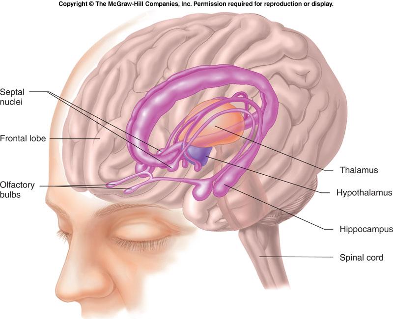 Figure 6-40 Functions of the limbic system: learning